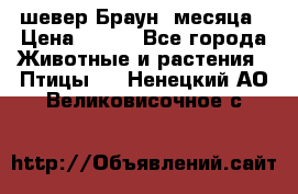 шевер Браун 2месяца › Цена ­ 200 - Все города Животные и растения » Птицы   . Ненецкий АО,Великовисочное с.